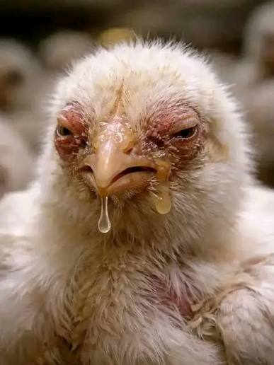 INFECTIOUS CORYZA: A SILENT THREAT TO POULTRY PRODUCTIVITY
